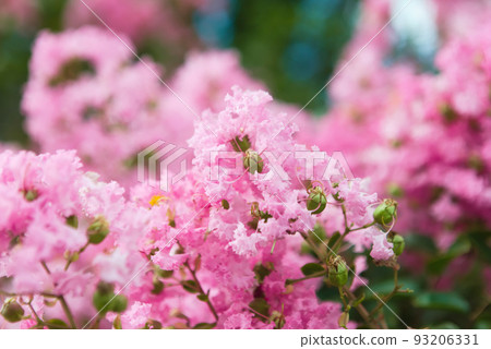 crape myrtle flowers close up crape myrtle flowers close up 93206331