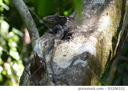 iguana 93206332