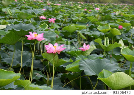 大崎長沼蓮花2 93206473