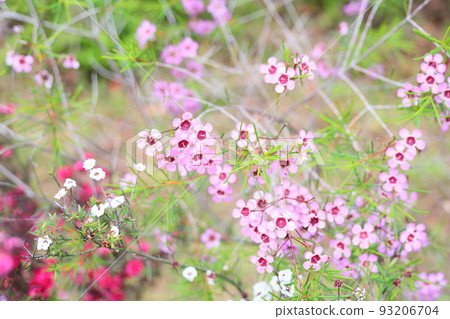 light pink flower 93206704