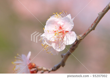 梅花 梅花 93207002