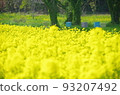 Rapeseed field 93207492