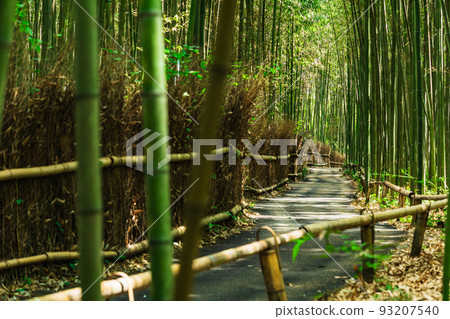 京都Sagano竹林道 93207540