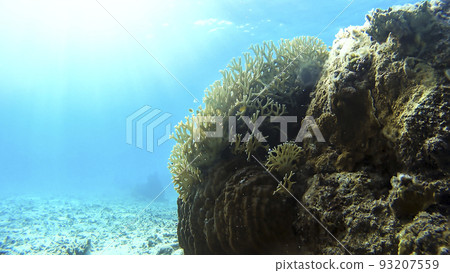 Underwater photograph of Okinawa Tokashikijima 93207559