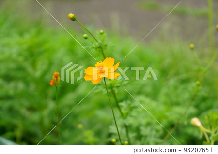 yellow cosmos in summer 93207651