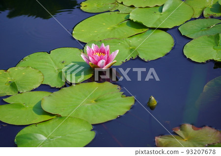 cool water lilies cool water lilies 93207678