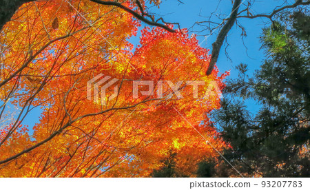 Autumn leaves and a clear stream, Shiobara, Tochigi Prefecture Autumn leaves and a clear stream, Shiobara, Tochigi Prefecture 93207783
