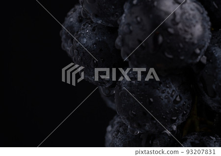 Photographed against a black background with hanging Nagano Purple (grapes) Photographed against a black background with hanging Nagano Purple (grapes) 93207831