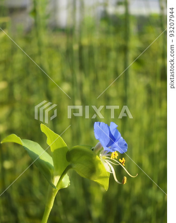 A fleeting dayflower that lives for only half a day and wilts by noon A fleeting dayflower that lives for only half a day and wilts by noon 93207944