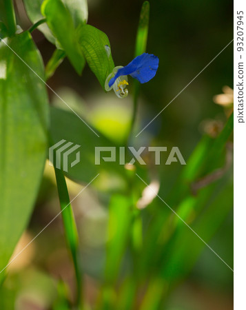 A fleeting dayflower that lives for only half a day and wilts by noon A fleeting dayflower that lives for only half a day and wilts by noon 93207945