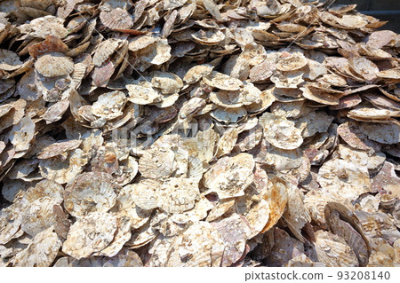 pile of scallop shells 93208140