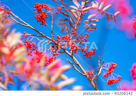 【秋季素材】鮮紅色的花楸果【長野縣】 【秋季素材】鮮紅色的花楸果【長野縣】 93208142