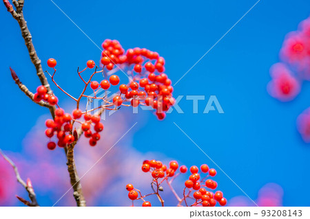 [Autumn material] Bright red rowan fruit [Nagano Prefecture] 93208143