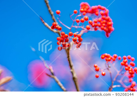 [Autumn material] Bright red rowan fruit [Nagano Prefecture] 93208144