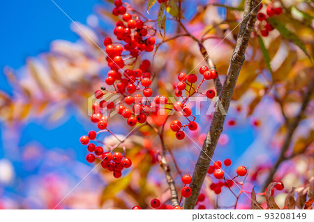 【秋季素材】鮮紅色的花楸果【長野縣】 93208149