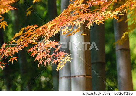 京都竹林中的秋葉 京都竹林中的秋葉 93208259