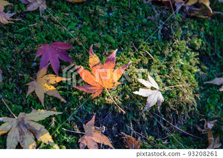 Autumn leaves in Kyoto Autumn leaves in Kyoto 93208261