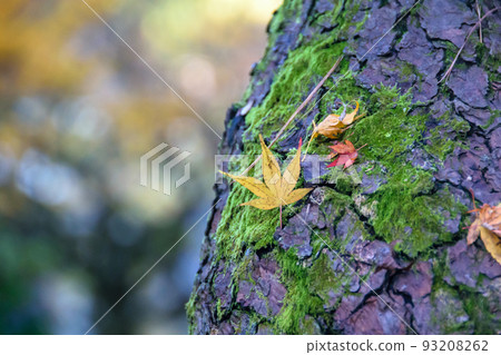 Autumn leaves in Kyoto Autumn leaves in Kyoto 93208262