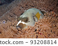 Black Spotted pufferfish, Arothron nigropunctatus 93208814