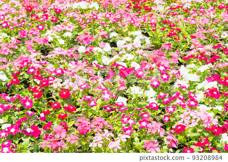 Summer flower bed, beautiful flowers 93208984