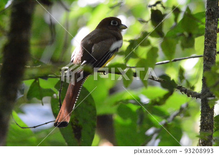 Tropical bird 93208993