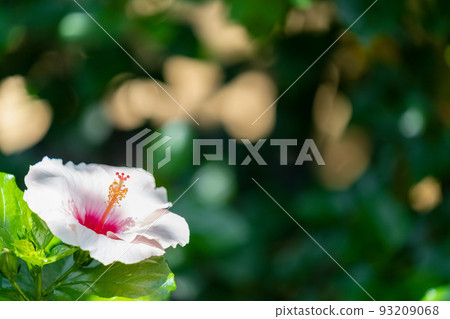 Hibiscus mallow eye mallow family 93209068