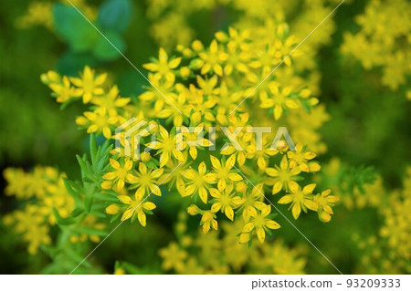 墨西哥景天墨西哥多年生植物 93209333