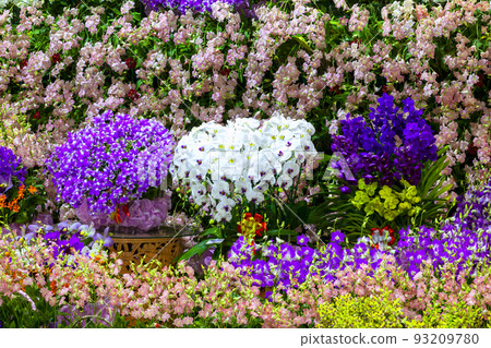 Colorful of orchid flower at garden Colorful of orchid flower at garden 93209780