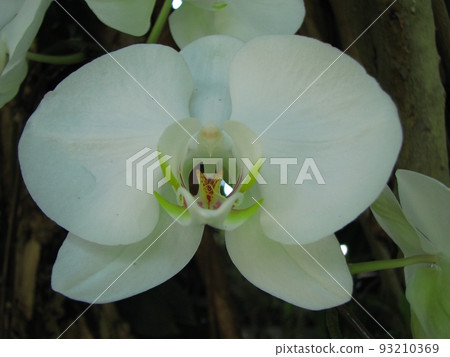 白色蘭花 93210369