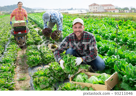 Positive man farmer harvesting lettuce on field Positive man farmer harvesting lettuce on field 93211046