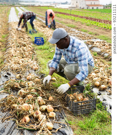 African american man farmer harvesting onions in farmers field 93211111