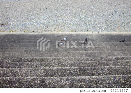Pigeon walking on asphalt stairs Pigeon walking on asphalt stairs 93211357