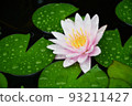 雨後的睡蓮 93211427