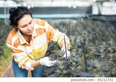 Asian female farmer checking cannabis plants in greenhouse 93211781