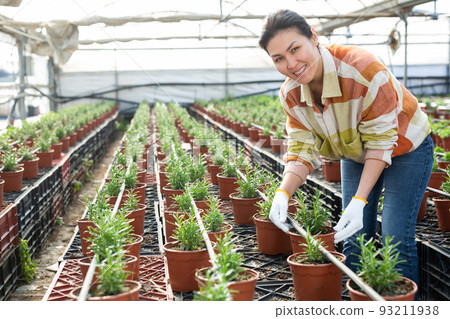 Asian female owner of glasshouse growing rosemary in pots Asian female owner of glasshouse growing rosemary in pots 93211938