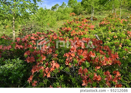 Rhododendron azalea colony in bloom at Yunomaru Kogen Tsutsujidaira Rhododendron azalea colony in bloom at Yunomaru Kogen Tsutsujidaira 93212086