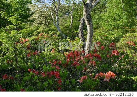 湯之丸高原杜鵑花 湯之丸高原杜鵑花 93212126