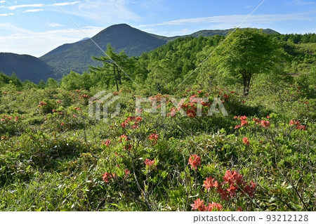 湯之丸高原辻平杜鵑花叢盛開的鹿野登山 93212128