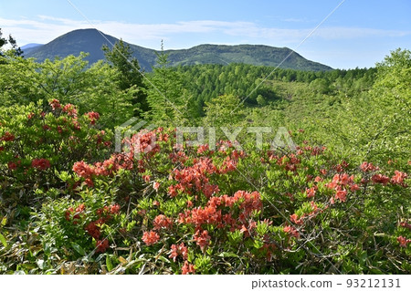Yunomaru Kogen Tsutsujidaira Rhododendron azalea colony blooming Kagono mountain climbing 93212131