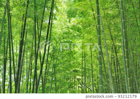 毛竹林 毛竹林 93212179