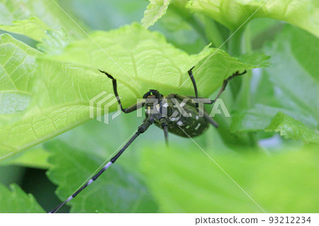 Evil longhorn beetle lurking on the underside of leaves 93212234