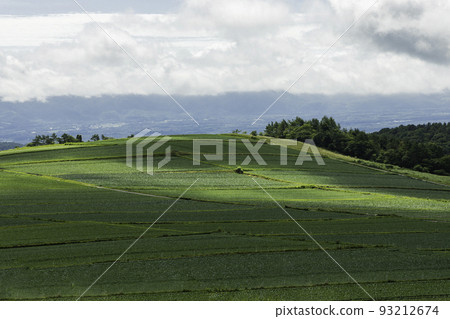 Cabbage field in the plateau Cabbage field in the plateau 93212674