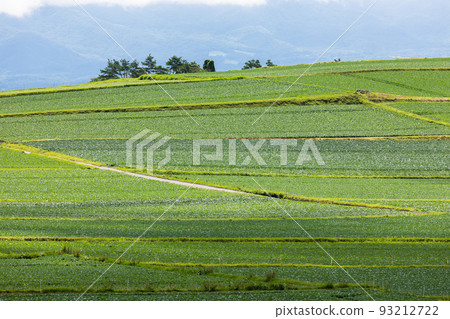 Cabbage field in the plateau Cabbage field in the plateau 93212722