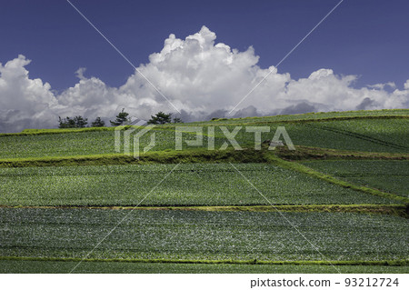 Cabbage field in the plateau Cabbage field in the plateau 93212724