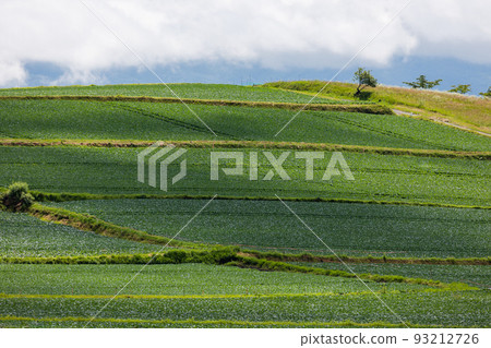 Cabbage field in the plateau Cabbage field in the plateau 93212726
