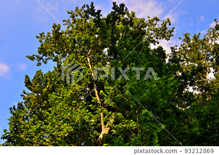 Deciduous tree, plane tree in summer 93212869