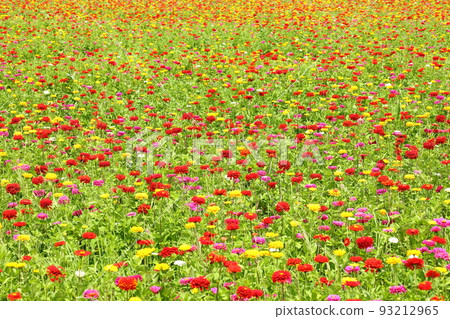 Yamanaka, Yamanakako Village, Minamitsuru District, Yamanashi Prefecture, a view of colorful zinnias across Hananomiyako Park Yamanaka, Yamanakako Village, Minamitsuru District, Yamanashi Prefecture, a view of colorful zinnias across Hananomiyako Park 93212965