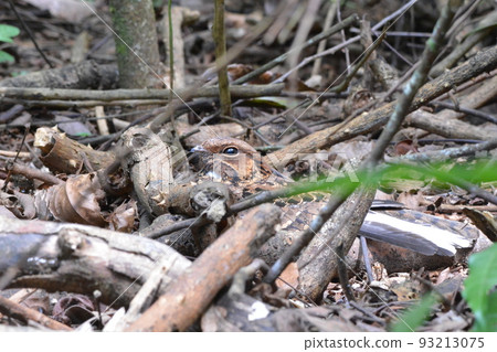 Northern goshawk Northern goshawk 93213075