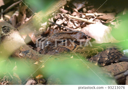 Northern goshawk Northern goshawk 93213076