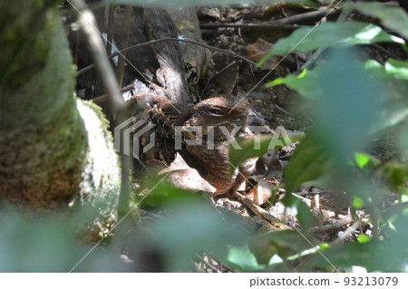 Northern goshawk Northern goshawk 93213079
